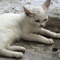 Mykonos Katzen (141)